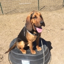 Patiently Pawlished Canine Training - Pet Services