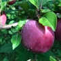 Hackett's Orchard