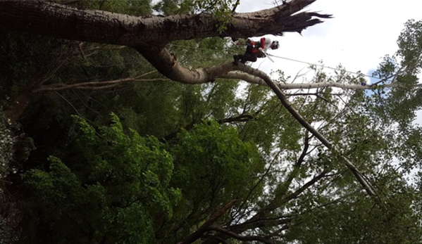 Global Arborist Australia - Port Melbourne, VIC