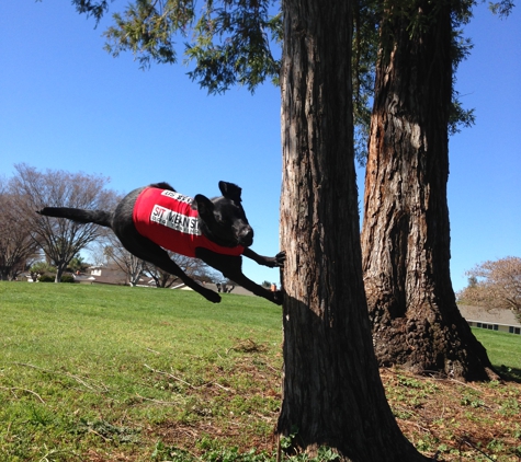 Sit Means Sit Dog Training - San Jose, CA