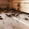 MDM Pest & Termite Control gallery