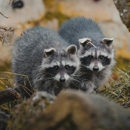 Champion Pest Management Inc - Pest Control Equipment & Supplies
