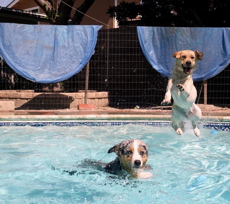 Green Doggie Home Boarding - Granada Hills, CA