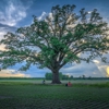 Landmark Tree Care gallery
