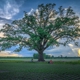 Landmark Tree Care