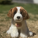 VCA Kickingbird Animal Hospital - Veterinarians