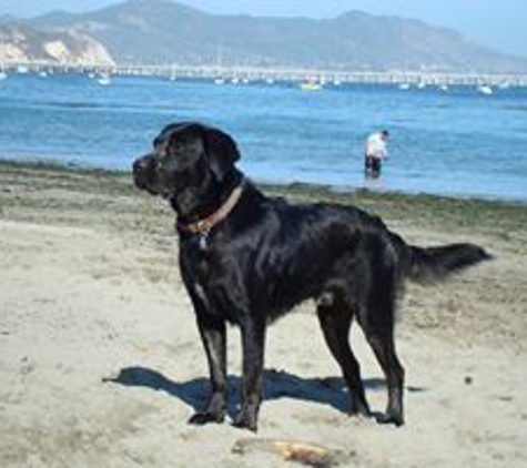 Black Dog Walking and Animal Care - Antioch, CA