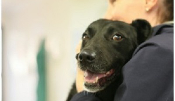 PetFocus Vetcare - Lavington, NSW