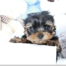 ace puppy - Sales Organizations