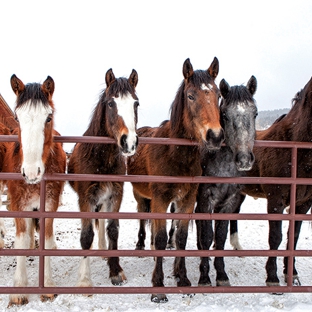 Benbrook  Stables - Benbrook, TX. #benbrookstables #fortworthtexas