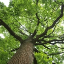 Goshen Tree Care - Asphalt
