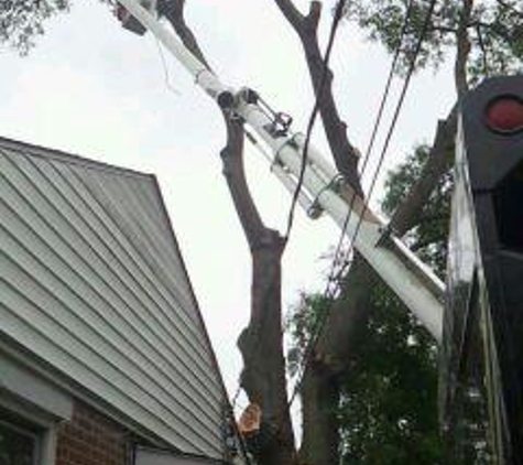 Broken Branch Tree Service LLC