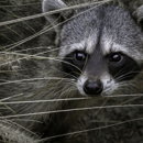 Maynard's Wildlife & Bee Removal - Pest Control Services