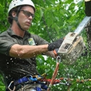 WoodChuck Tree Care - Arborists