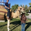 giddy up ranch pony ride  and petting zoo - Children's Party Planning & Entertainment