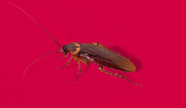 Murray Pest Control - Jamestown, SA