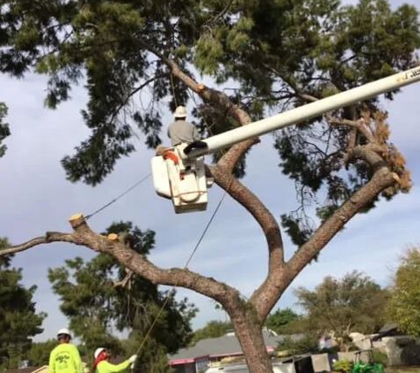 Techer's Tree Service - Mesa, AZ