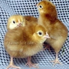 Hatchright tm pre incubation egg spray all natural , Increases hatch rate gallery