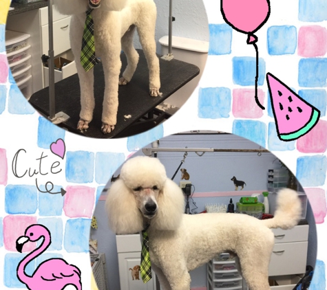 Puppy Patch Boutique & Grooming Spa - Winter Garden, FL