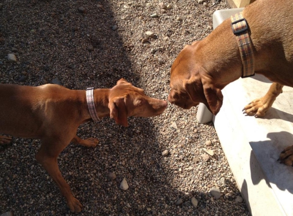 The Bark Zone - Ankeny, IA