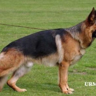 German Shepherd Breeder - Torrance, CA