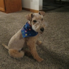 Brenda's Pampered Pets