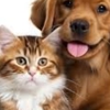 Loving Cuts Mobile Pet Grooming gallery