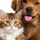 Loving Cuts Mobile Pet Grooming