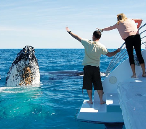 Blue Dolphin Marine Tours. - Urangan, QLD. Whale Watching