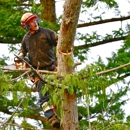 Carol's Tree Service - Stump Removal & Grinding