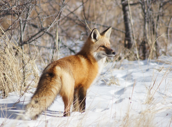 Out Right Wildlife Solutions, LLC - Castle Rock, CO