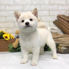 Tailwag Shiba Inu Breeder