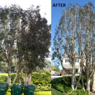 South Green Tree Care