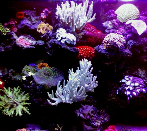 Living Reef Aquariums - Oakland Park, FL