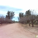 Arizona Pistachio Nursery