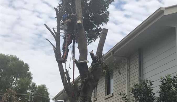 All Tree & Stump Works - Palm Beach, QLD
