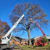 Ray's Tree Service gallery