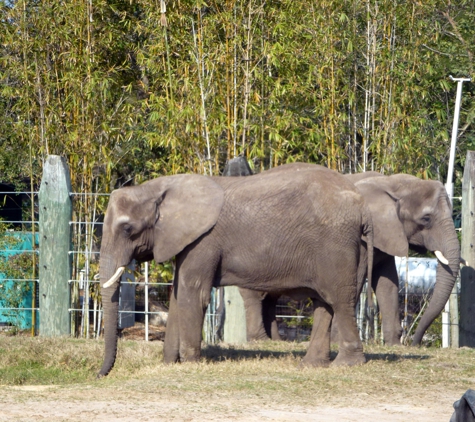 ZooTampa at Lowry Park. a two headed elephant