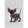 Sphynx Kitty Home gallery