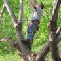 Tree Climber Cutter for Hire