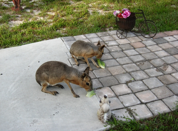 Fallin Pines Critter Rescue - Christmas, FL. Patagonian Cavy :o)
