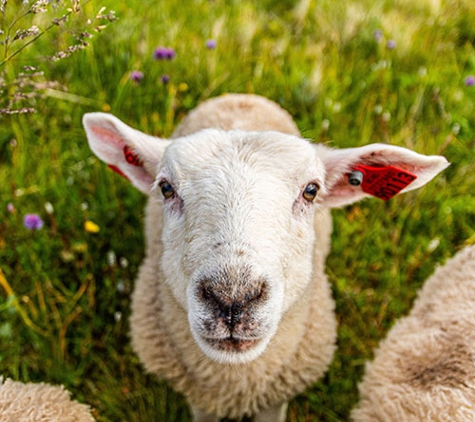 Williams River Veterinary - Clarence Town, NSW