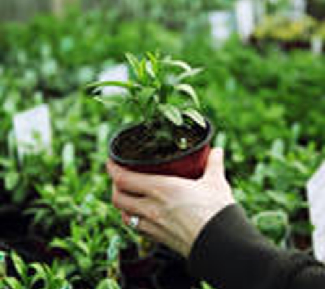 Snowgum Nursery - Mansfield, VIC