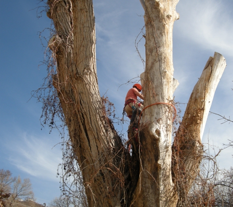 Cutting Edge Tree Professionals, LLC - Layton, UT