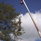 Beaver Tree Service Inc