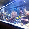 Picasso Exotic Aquatics gallery