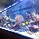 Picasso Exotic Aquatics