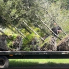 Evergreen Tree Trimming and Removal Service
