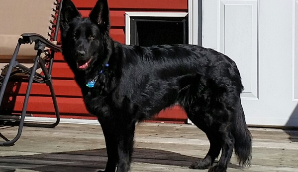 DARKSTAR GERMAN SHEPHERDS - Wantagh, NY