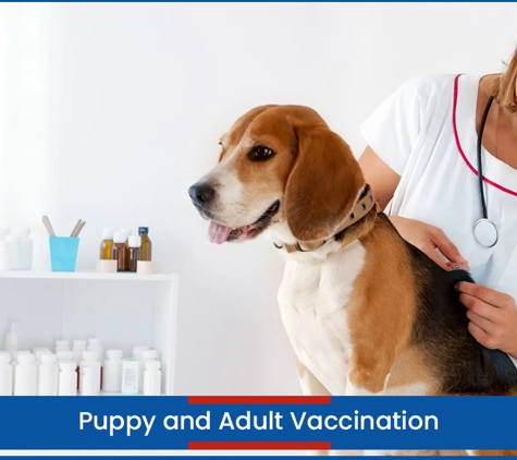 Wetherill Park Vet Clinic - Wetherill Park, NSW. Puppy and Adult Vaccination